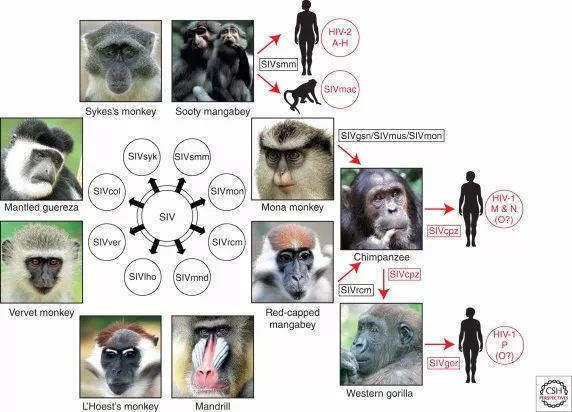 人类起源|疯狂科学家为寻找人类起源，让5名女性和黑猩猩杂交，结果悲剧了