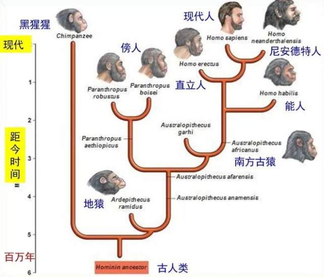 瘋狂科學家為尋找人類起源讓5名女性和黑猩猩雜交結果悲劇了