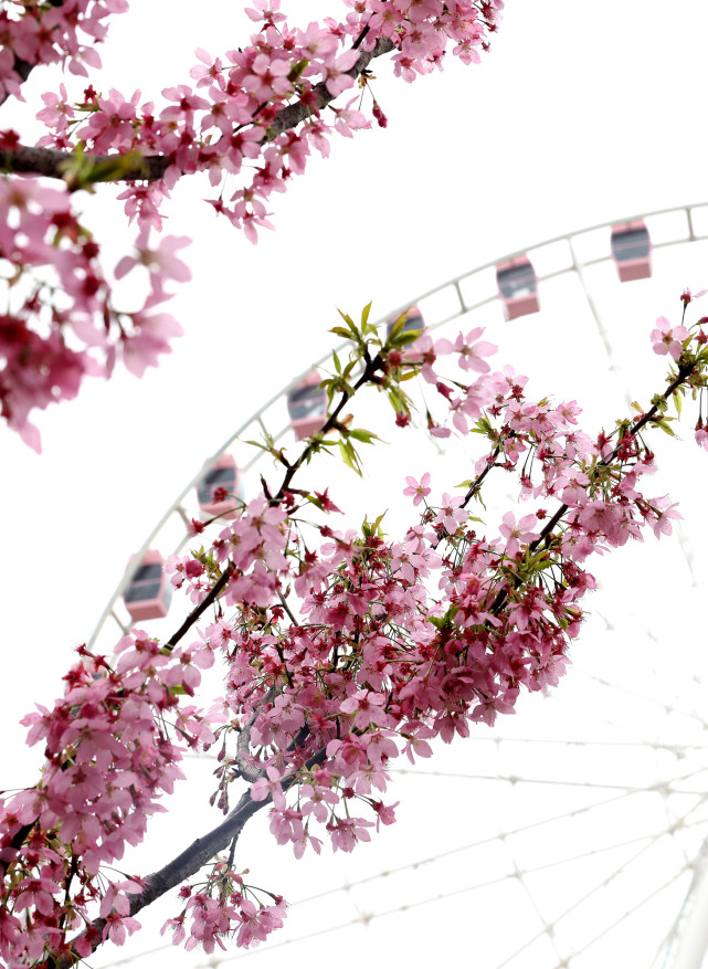 (社會)2021上海櫻花節開幕|上海顧村公園|上海|櫻花|陳飛