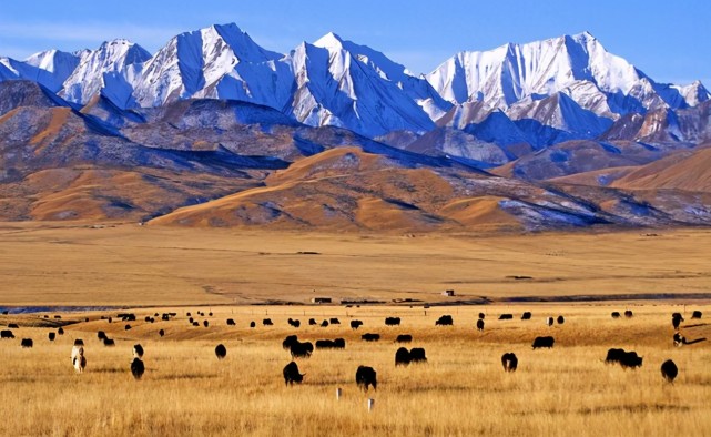 青藏高原 图片来源:网络青藏高原孕育着广袤的高寒草甸草场,但同时也