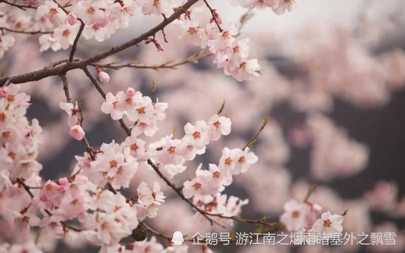 阳春三月 清明前后 赏花好时节 纵被春风吹作雪 绝胜南陌碾作尘 腾讯新闻