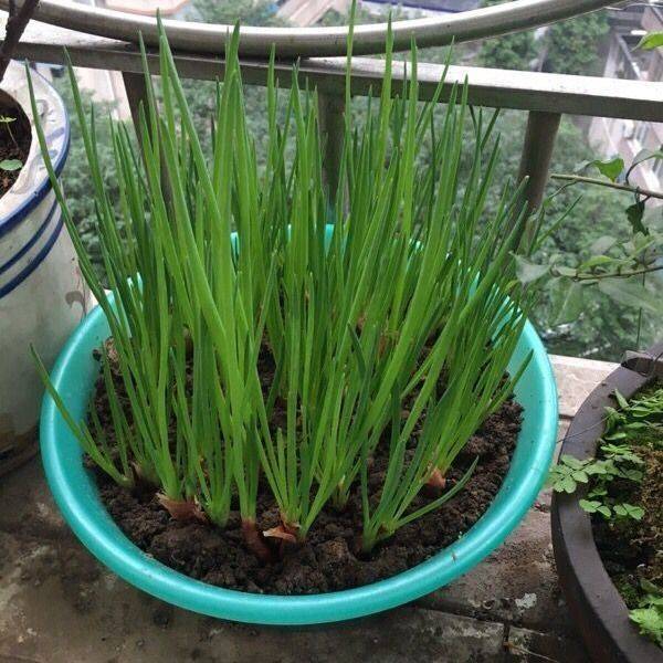 小香葱|家庭小香葱怎么才能长得旺？学会这3招，种几盆再也不用买