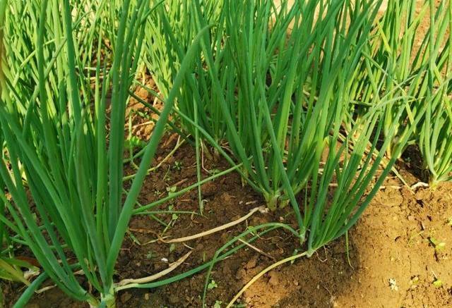 小香葱|家庭小香葱怎么才能长得旺？学会这3招，种几盆再也不用买