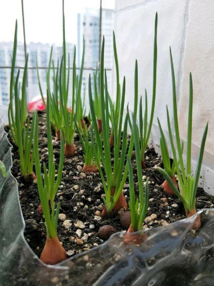 小香葱|家庭小香葱怎么才能长得旺？学会这3招，种几盆再也不用买