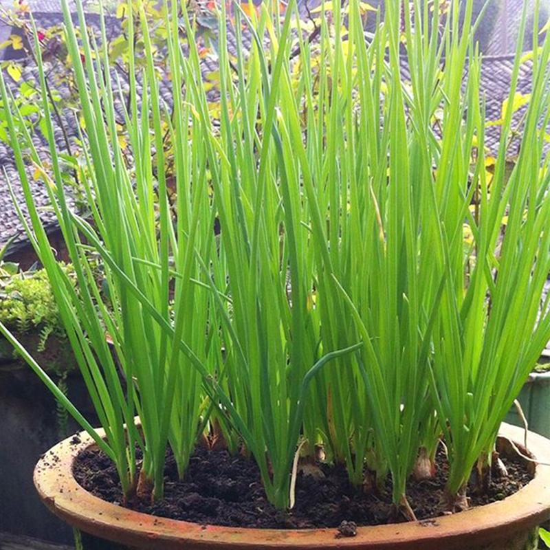 家庭小香葱怎么才能长得旺?学会这3招,种几盆再也不用买