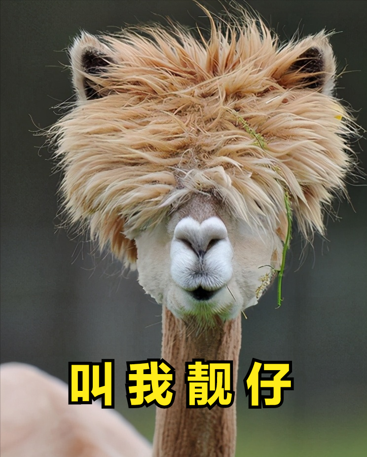 羊驼为什么喜欢吐口水?这才是它贵的原因嘛,哈哈_腾讯新闻