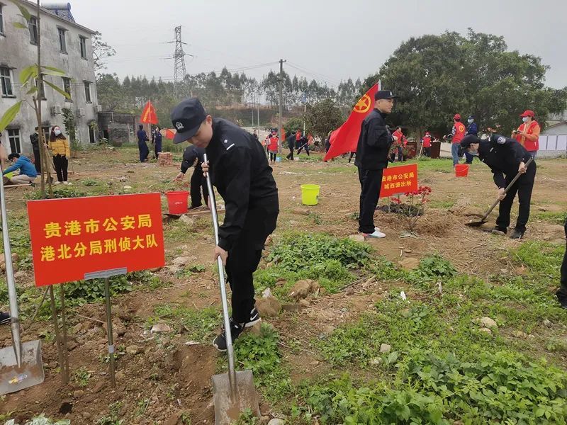 植树节 港北分局积极参加市局团委 港北区团委组织的义务植树活动 腾讯新闻