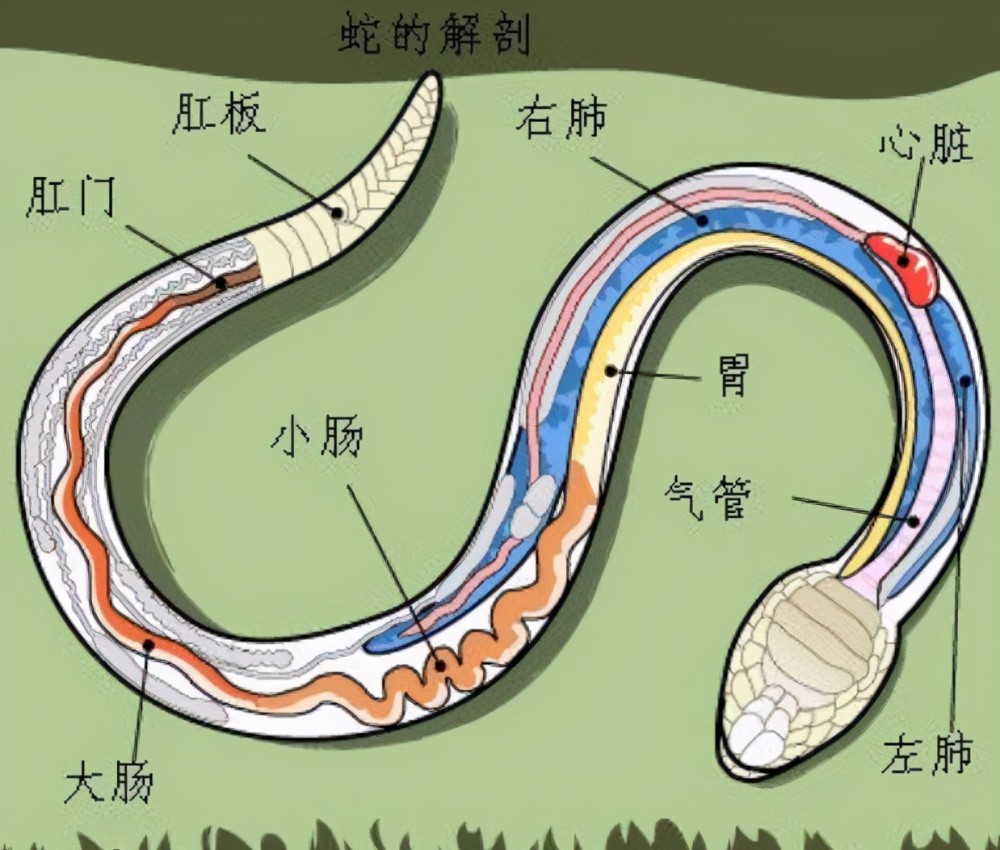如果遇到了蛇怎么办,打蛇,蛇真的会记仇报复人吗?_腾讯新闻