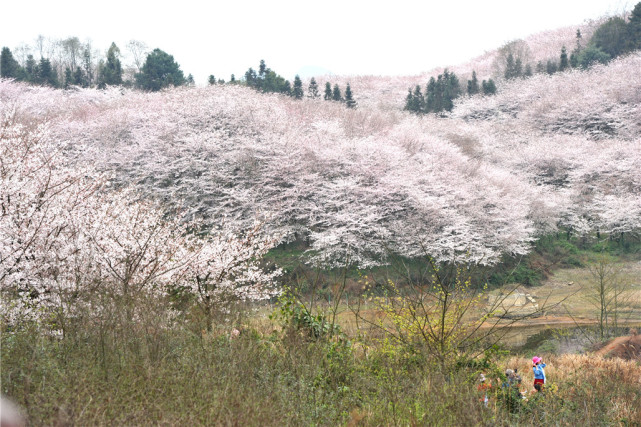 交通方面,贵安樱花园位于贵州贵阳与安顺市中间,从两地开车大约1小时