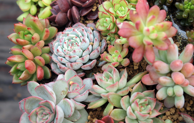 未来一个月 桃花 上升 告别单身 被幸福追着跑的四大星座 腾讯新闻