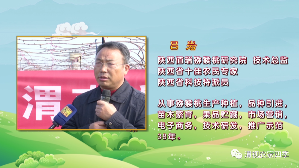 渭南市春季果园管理云课堂(五):猕猴桃春季管理技术