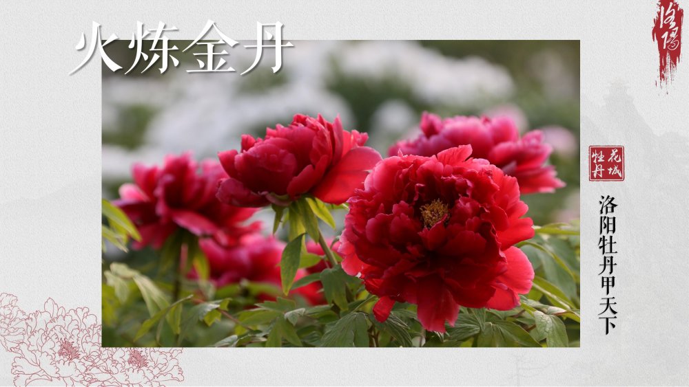 牡丹花快要开了 这几个著名的牡丹品种 记得去看看 腾讯新闻