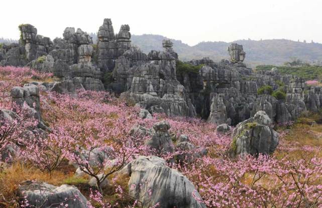 石林景區裡,紫葉李,迎春,玉蘭,櫻花,垂絲海棠,三色堇等花卉爭相開放