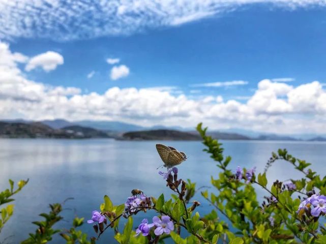 初識大理洱海,遇見風花雪月