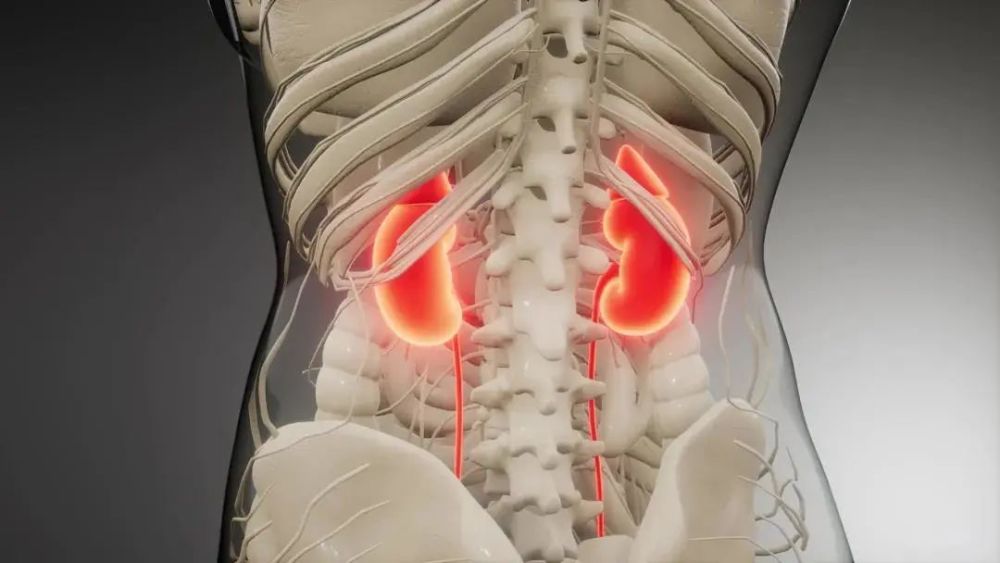 世界肾脏病日|世界肾脏病日｜你的肾脏还好吗？