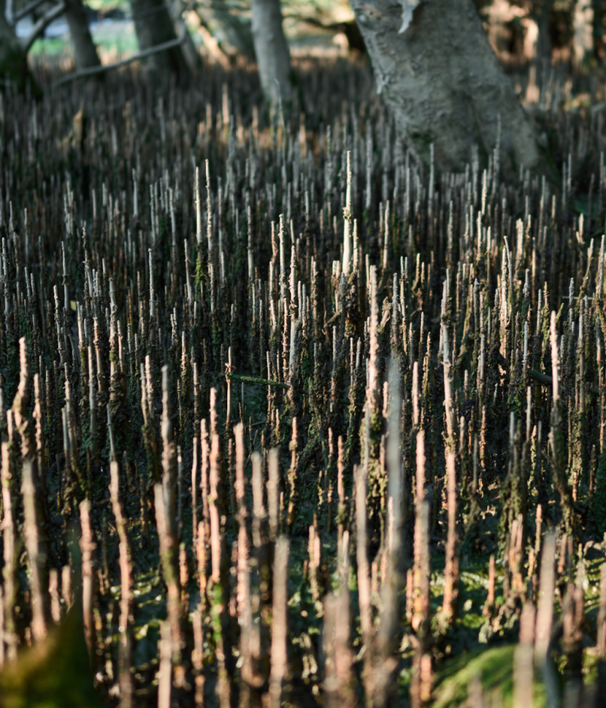 红树林|恢复红树林：种，还是不种？｜2021植树节