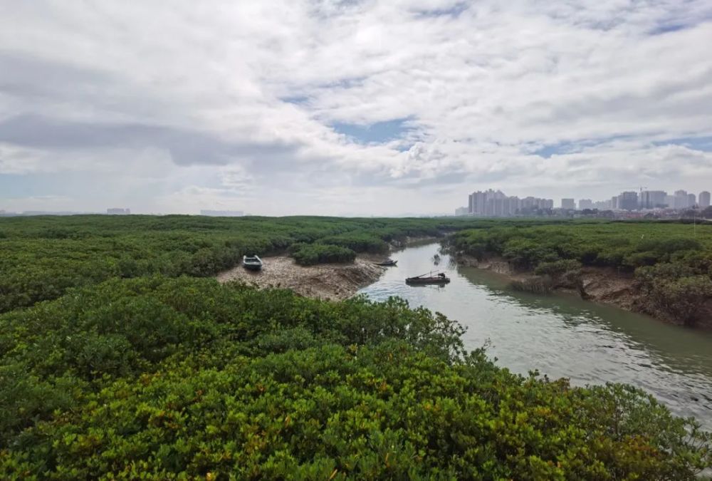 红树林|恢复红树林：种，还是不种？｜2021植树节