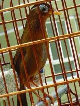 画眉鸟矿物性配合饲料