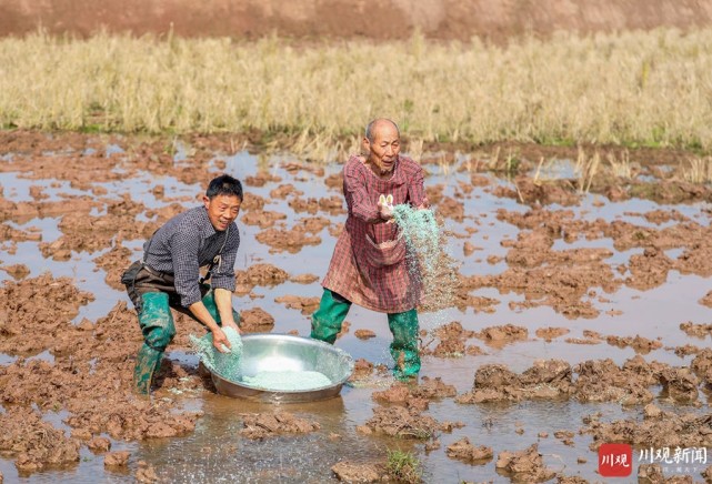 3月11日, 四川省华蓥市永兴镇大佛山村的农民在给拟种植食用藕的农田