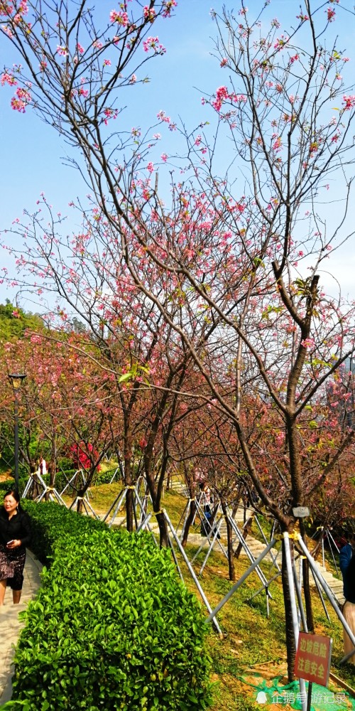 深圳赤灣櫻花主題公園遊記,深圳一個美得令人心痛的網紅景區