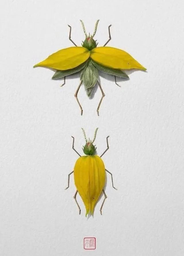 他用植物拼成漂亮的动物图案,价格贵得离谱,让人领略意境之美-腾讯