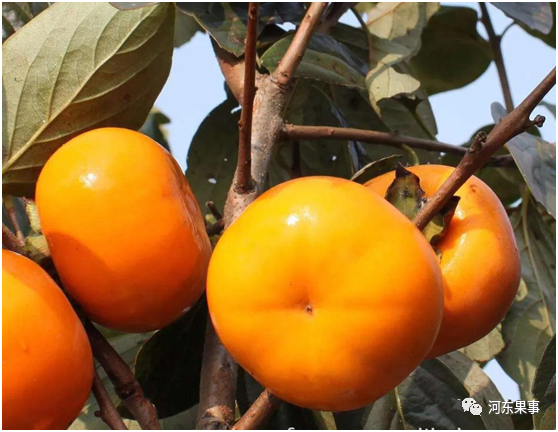 甜柿|甜柿的发展前景如何？种植要求是什么