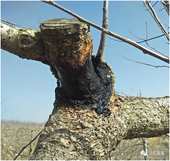 果树|果树修剪琐事多，换头刮皮拉枝要做好