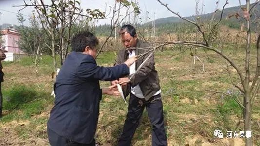 果树|果树修剪琐事多，换头刮皮拉枝要做好