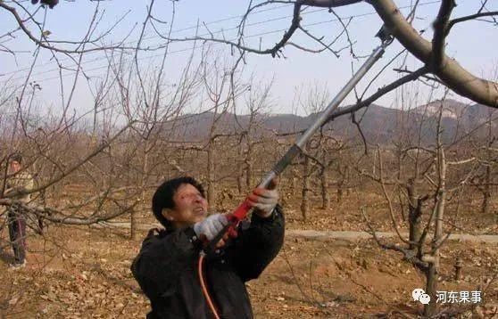 果树|果树修剪琐事多，换头刮皮拉枝要做好