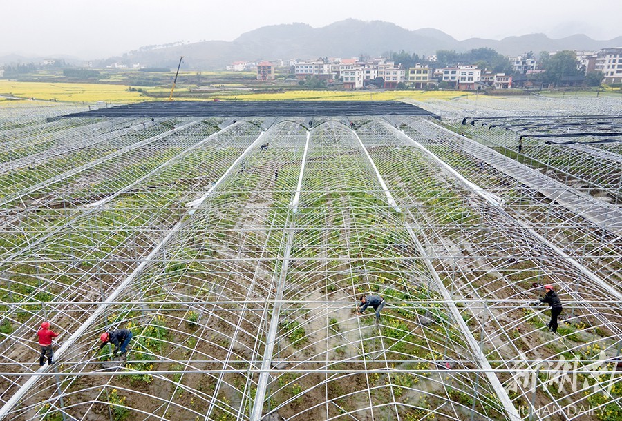 法相岩|育秧工厂建设忙