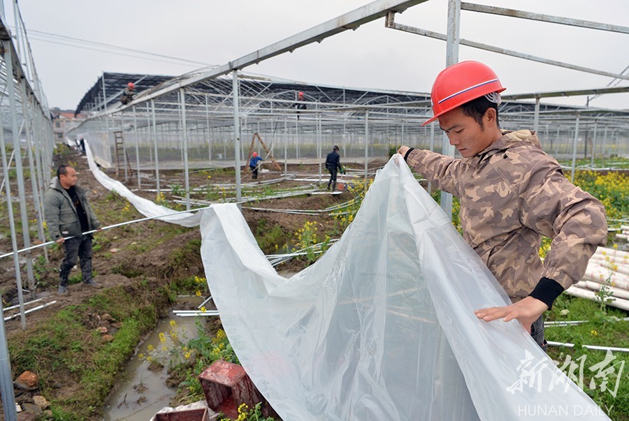 法相岩|育秧工厂建设忙