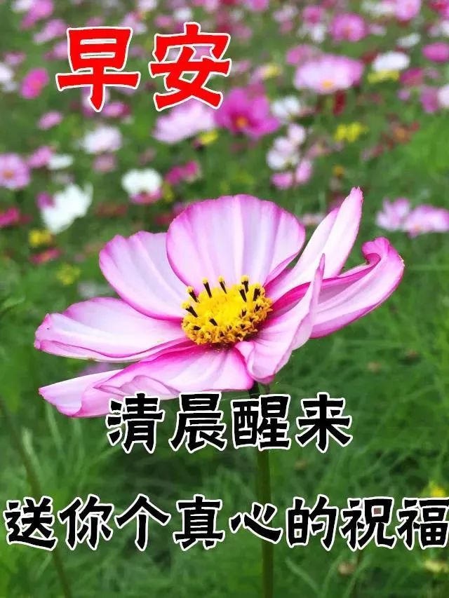 8张创意漂亮早上好动态表情鲜花图片夏日炎炎早晨好动图美图大全