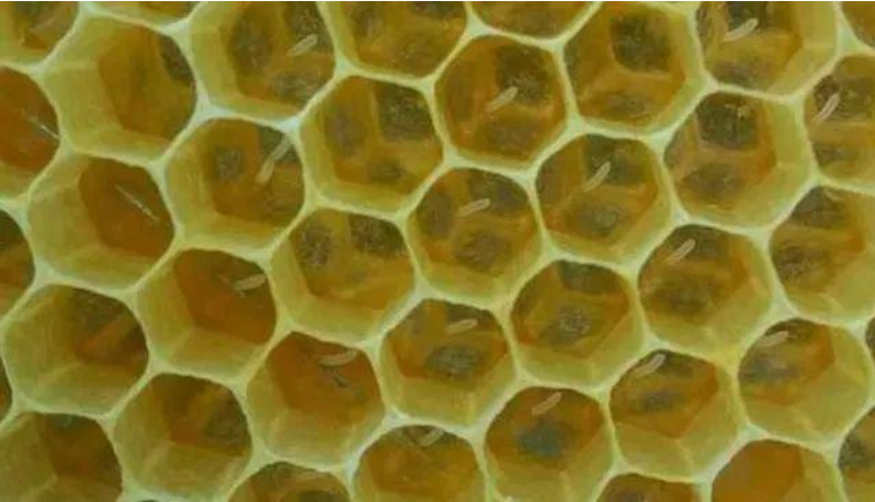 为什么交换子脾就可以解除分蜂热?养蜂人告诉你原因,近期可用