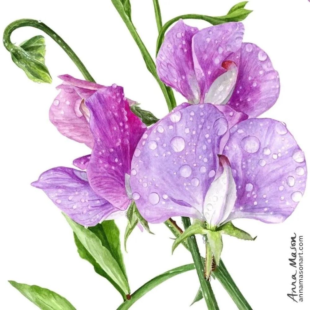 细腻逼真的水彩花卉作品欣赏_腾讯新闻