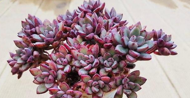 6种迷人的紫色多肉颜值爆表美翻天