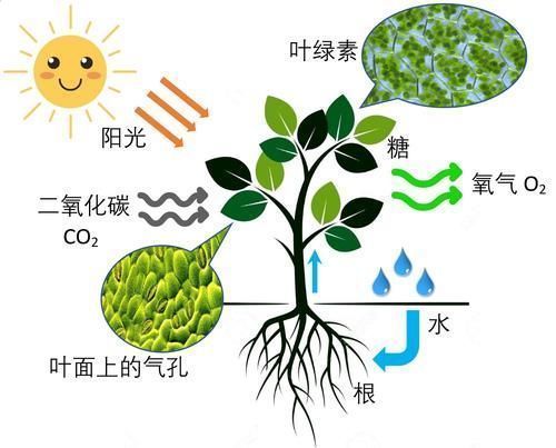 亚马逊森林是地球之肺 为何有科学家说它可能会加剧全球变暖 腾讯新闻