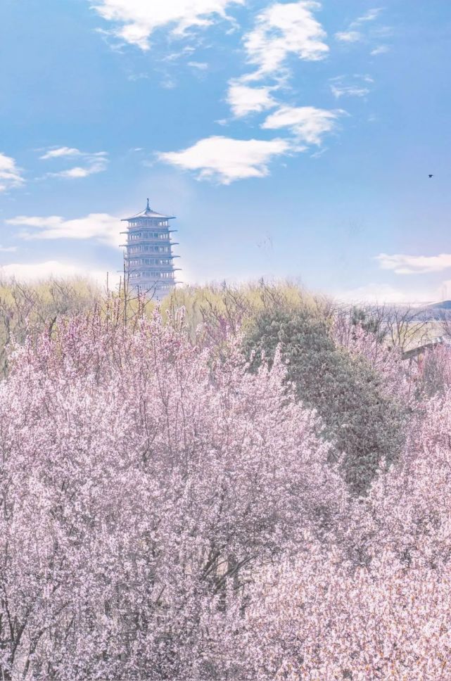 周末 西安周边春季赏花指南