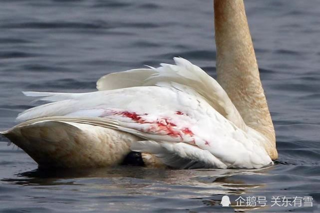大连普兰店湿地发生猎杀天鹅恶性事件