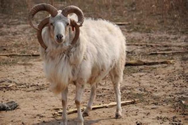 四角羊山海经中的四角异兽现实中却真的存在而且还不少