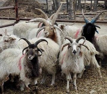 四角羊山海经中的四角异兽现实中却真的存在而且还不少