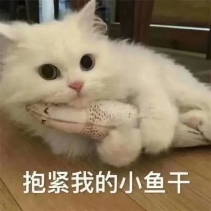 猫格|人有人格，猫也有猫格，猫猫性格心理学来了解下