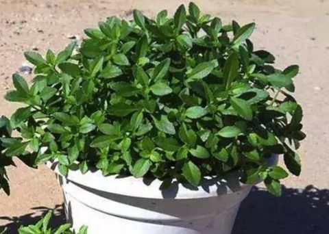 养心菜|阳台种几盆养心菜，可食可赏，营养高，一年四季吃不断！