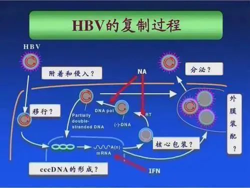 乙肝病毒感染|乙肝多步骤探索，介绍PHH/PTH优缺点，实验模型研究进展