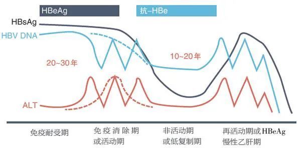 丙肝|乙肝丙肝共感细胞模型，我国科研人员揭示，两者相互干扰机制