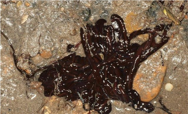 地球|恐龙|蠕虫|昆虫|纽虫