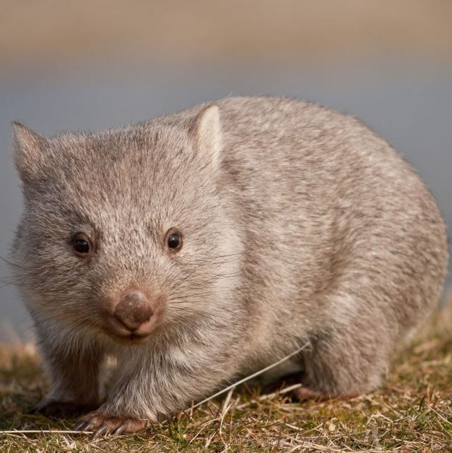 袋熊有裂颅者之称通常背对着捕食者用臀部碾碎对手头颅