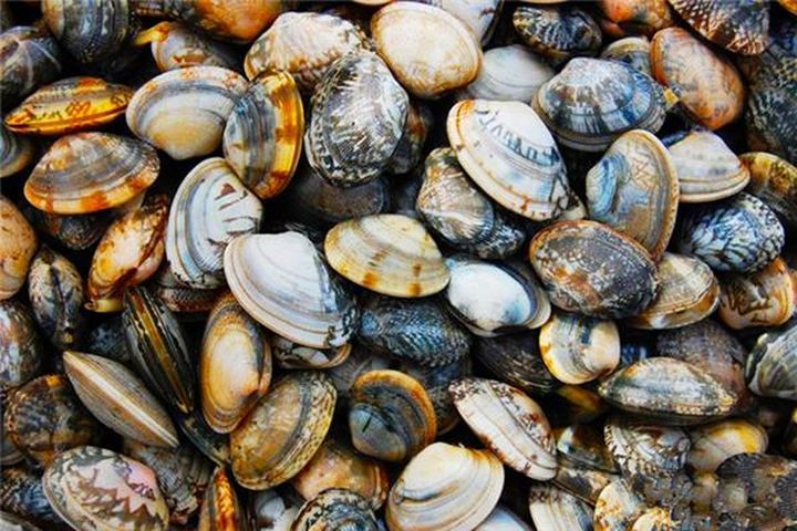 青岛|大军出击，横扫海底！青岛胶州湾爆发的海星入侵事件到底是怎么回事！？