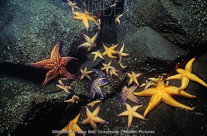 青岛|大军出击，横扫海底！青岛胶州湾爆发的海星入侵事件到底是怎么回事！？