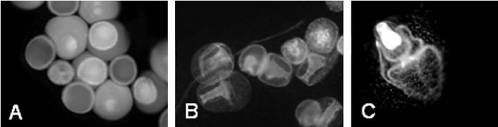 青岛|大军出击，横扫海底！青岛胶州湾爆发的海星入侵事件到底是怎么回事！？