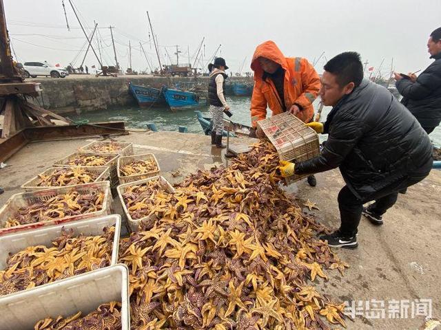 青岛|大军出击，横扫海底！青岛胶州湾爆发的海星入侵事件到底是怎么回事！？